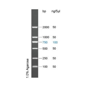 D2000 DNA Marker(100～2000bp)