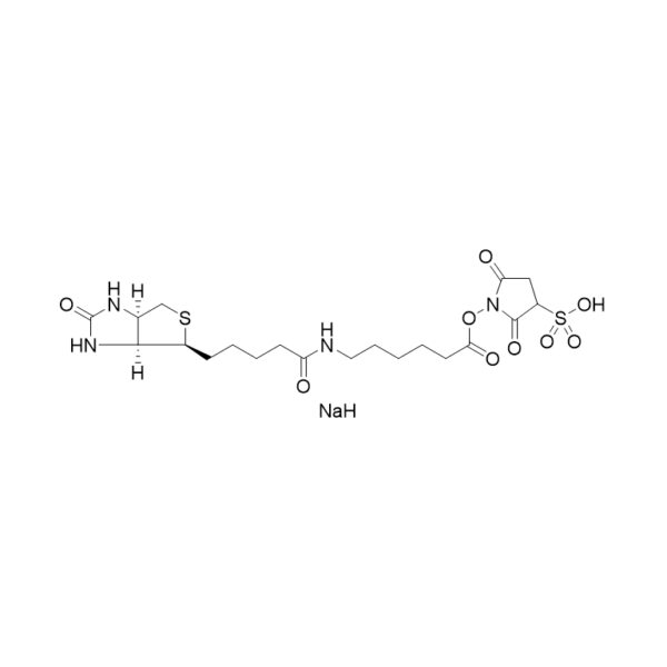 Sulfo NHS LC Biotin