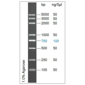D5000 DNA Ladder Marker(100～5000bp)