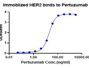 Pertuzumab