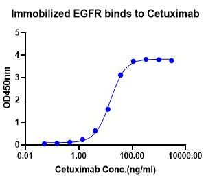 Cetuximab