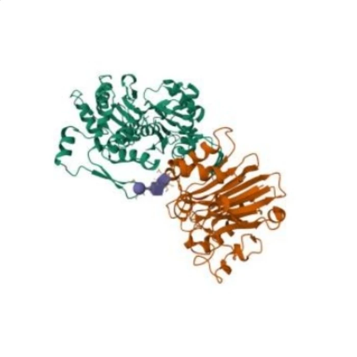 DNA酶I,脱氧核糖核酸酶Ⅰ
