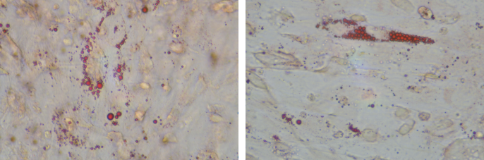 人 MSC 成脂诱导分化与染色试剂盒