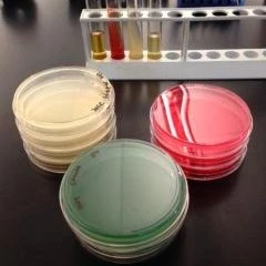 微生物培养与检测