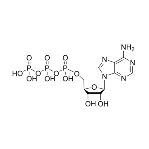 ATP (腺苷三磷酸)